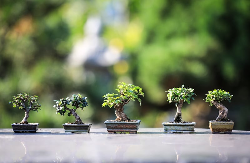 Mystical Bonsai Garden