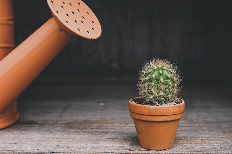 Succulent Sanctuary